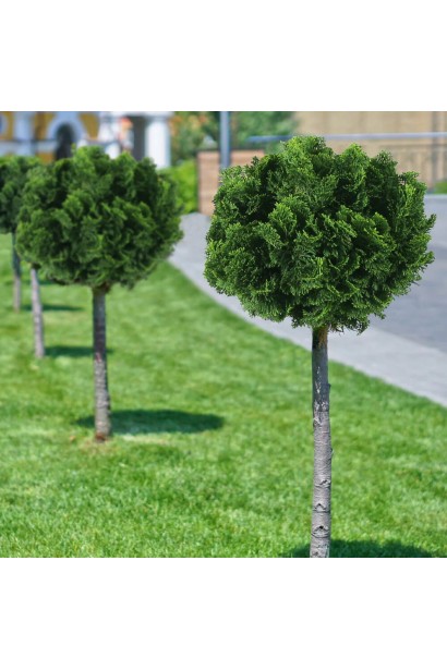 Кипарисовик тупой Нана Грацилис на штамбе в ландшафте